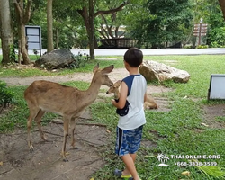 Khao Kheow Open Zoo tour Seven Countries Pattaya Thailand photo 157