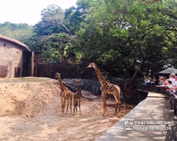 Khao Kheow Open Zoo guided tour from Pattaya Thailand photo 19
