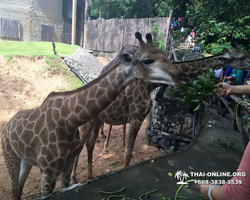 Khao Kheow Open Zoo excursion in Thailand Pattaya photo 197