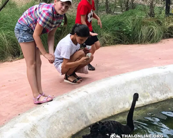 Khao Kheow Open Zoo excursion in Thailand Pattaya photo 184