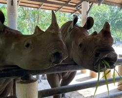 Khao Kheow Open Zoo excursion in Thailand Pattaya photo 280