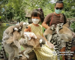 Khao Kheow Open Zoo excursion in Thailand Pattaya photo 326