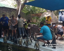 Khao Kheow Open Zoo excursion in Thailand Pattaya photo 294