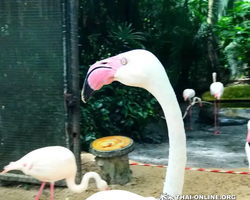 Khao Kheow Open Zoo excursion in Thailand Pattaya photo 310