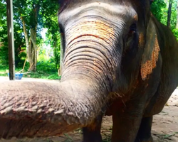 Khao Kheow Open Zoo excursion in Thailand Pattaya photo 244