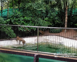 Khao Kheow Open Zoo guided tour from Pattaya Thailand photo 379