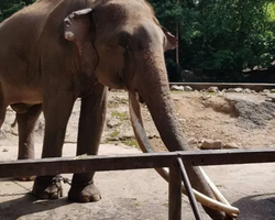 Khao Kheow Open Zoo excursion in Thailand Pattaya photo 226