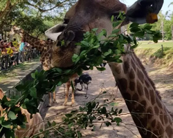 Khao Kheow Open Zoo excursion in Thailand Pattaya photo 215