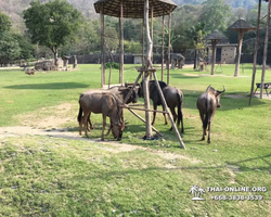 Khao Kheow Open Zoo guided tour from Pattaya Thailand photo 26