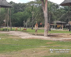 Khao Kheow Open Zoo guided tour from Pattaya Thailand photo 10