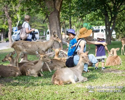 Khao Kheow Open Zoo guided tour from Pattaya Thailand photo 41