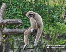 Khao Kheow Open Zoo excursion in Thailand Pattaya photo 235