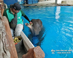 Khao Kheow Open Zoo excursion in Thailand Pattaya photo 278
