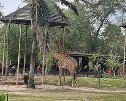Khao Kheow Open Zoo tour Seven Countries Pattaya Thailand photo 145