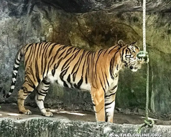 Khao Kheow Open Zoo guided tour from Pattaya Thailand photo 28