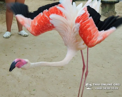 Khao Kheow Open Zoo excursion in Thailand Pattaya photo 366