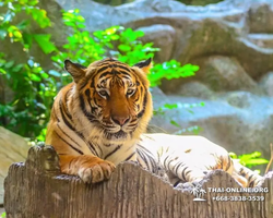 Khao Kheow Open Zoo excursion in Thailand Pattaya photo 311