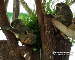 Khao Kheow Open Zoo excursion in Thailand Pattaya photo 302