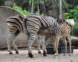 Khao Kheow Open Zoo guided tour from Pattaya Thailand photo 95