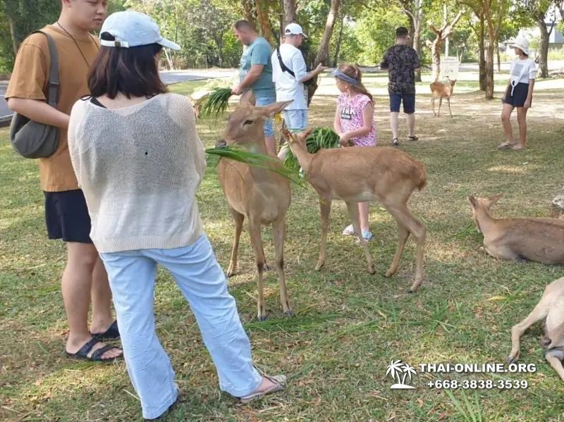 Khao Kheow Open Zoo guided tour from Pattaya Thailand photo 42