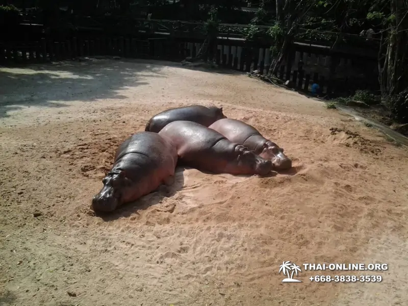 Khao Kheow Open Zoo excursion in Thailand Pattaya photo 270