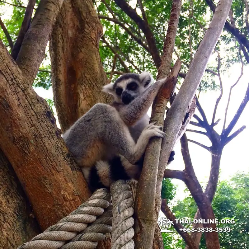 Khao Kheow Open Zoo excursion with Seven Countries tour agency in Pattaya photo 22