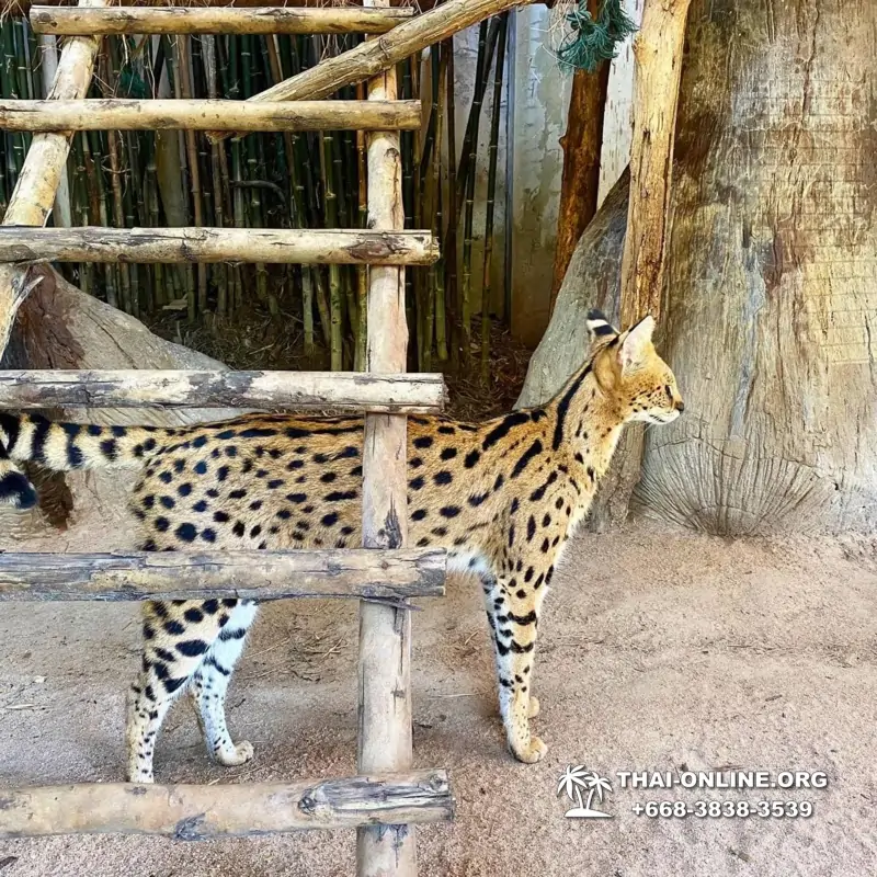 Khao Kheow Open Zoo excursion with Seven Countries tour agency in Pattaya photo 14