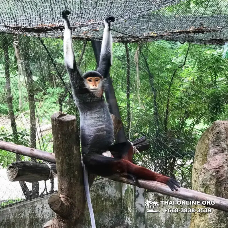 Khao Kheow Open Zoo tour Seven Countries Pattaya Thailand photo 110
