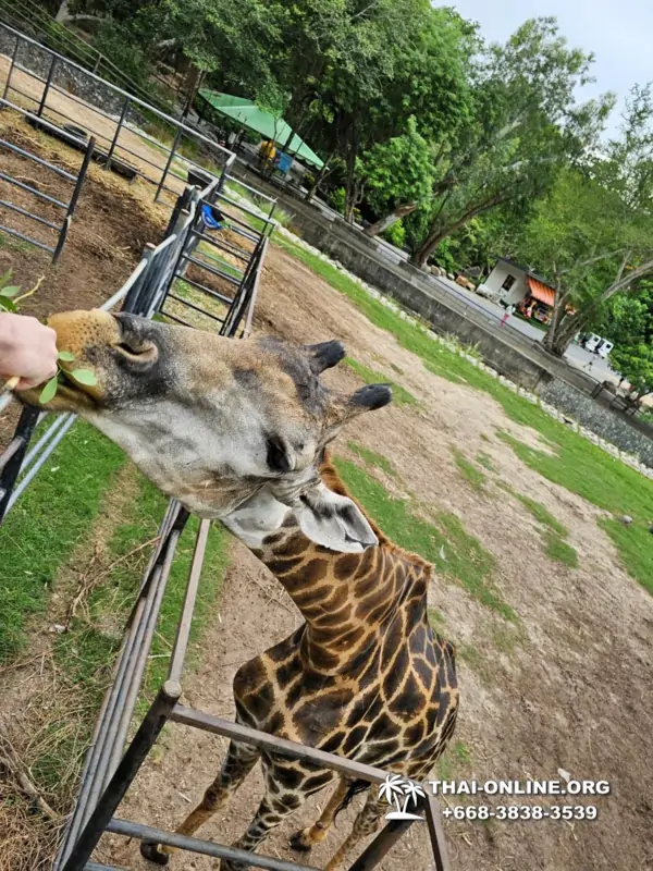Khao Kheow Open Zoo excursion in Thailand Pattaya photo 179