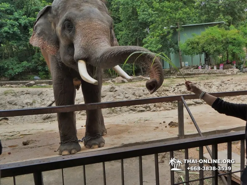 Khao Kheow Open Zoo excursion in Thailand Pattaya photo 192