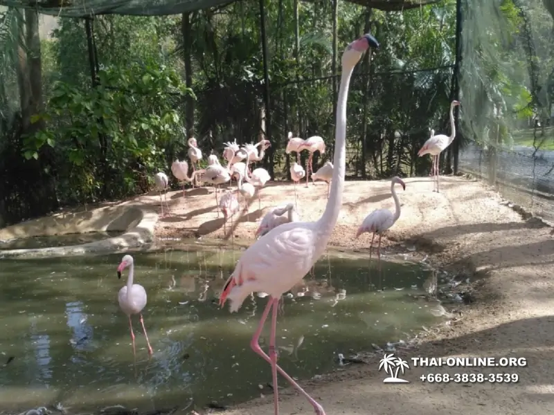 Khao Kheow Open Zoo guided tour from Pattaya Thailand photo 389