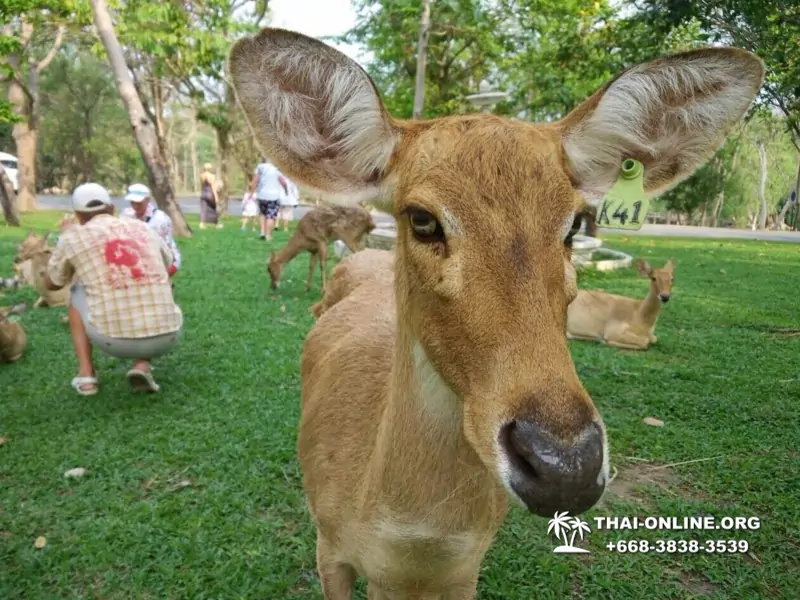 Khao Kheow Open Zoo excursion in Thailand Pattaya photo 220