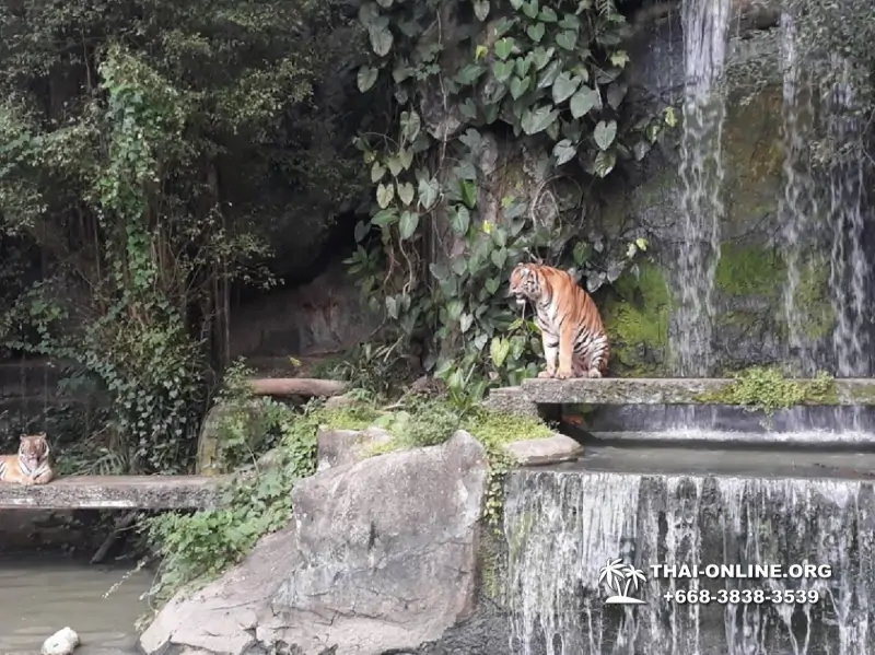 Khao Kheow Open Zoo guided tour from Pattaya Thailand photo 375