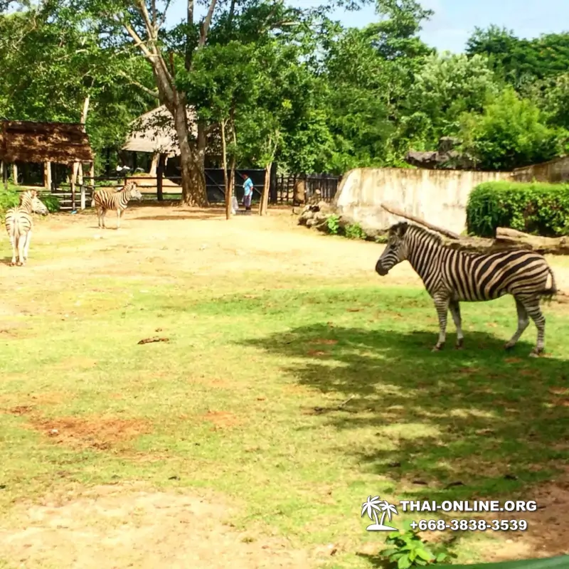 Khao Kheow Open Zoo guided tour from Pattaya Thailand photo 21