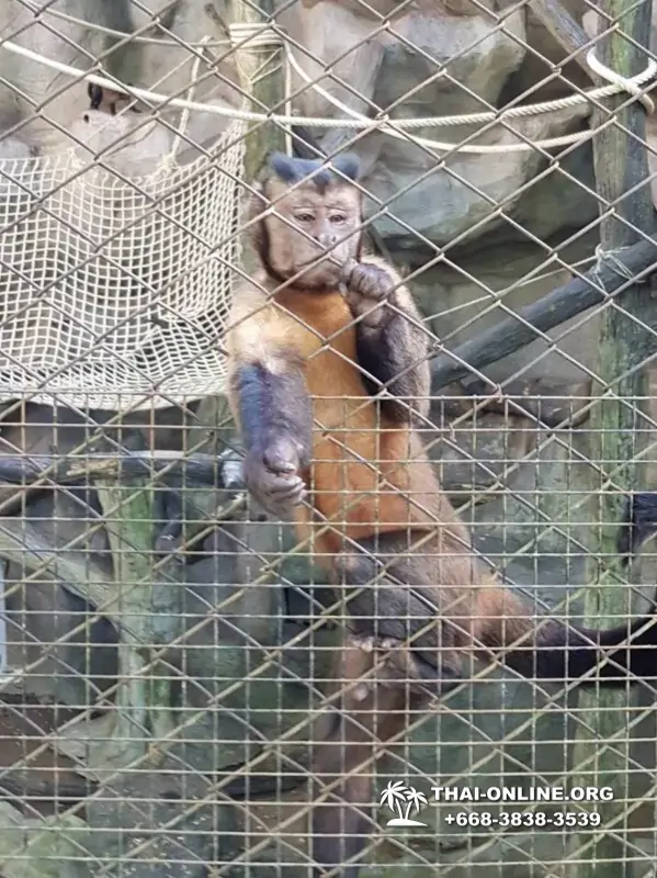 Khao Kheow Open Zoo excursion in Thailand Pattaya photo 204