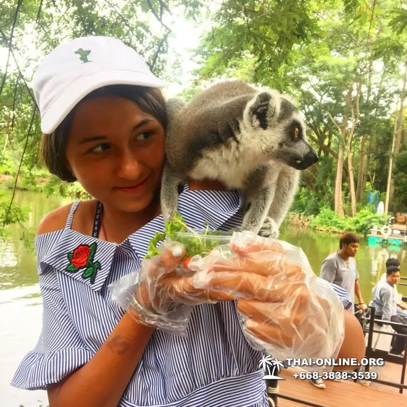 Khao Kheow Open Zoo guided tour from Pattaya Thailand photo 22