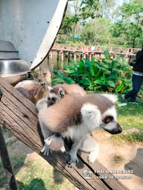 Khao Kheow Open Zoo excursion in Thailand Pattaya photo 257