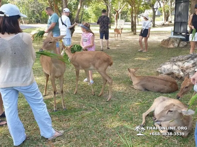 Khao Kheow Open Zoo guided tour from Pattaya Thailand photo 4