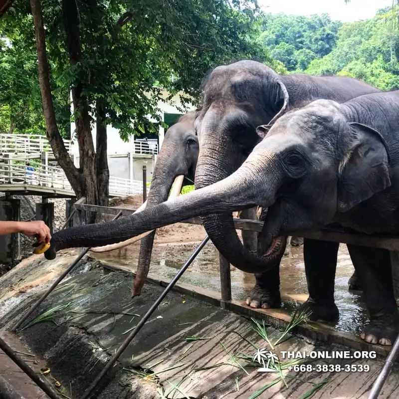 Khao Kheow Open Zoo tour Seven Countries Pattaya Thailand photo 153
