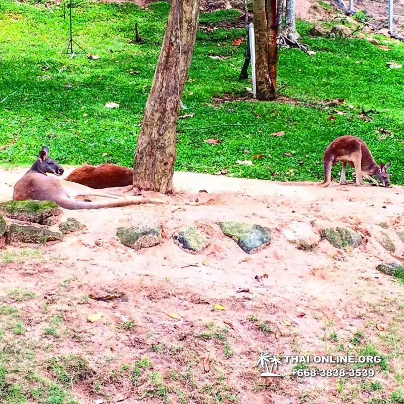 Khao Kheow Open Zoo guided tour from Pattaya Thailand photo 103