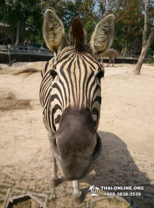 Khao Kheow Open Zoo excursion in Thailand Pattaya photo 321