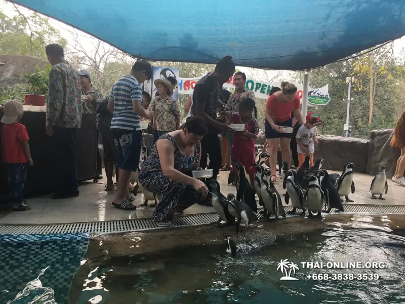 Khao Kheow Open Zoo excursion in Thailand Pattaya photo 225