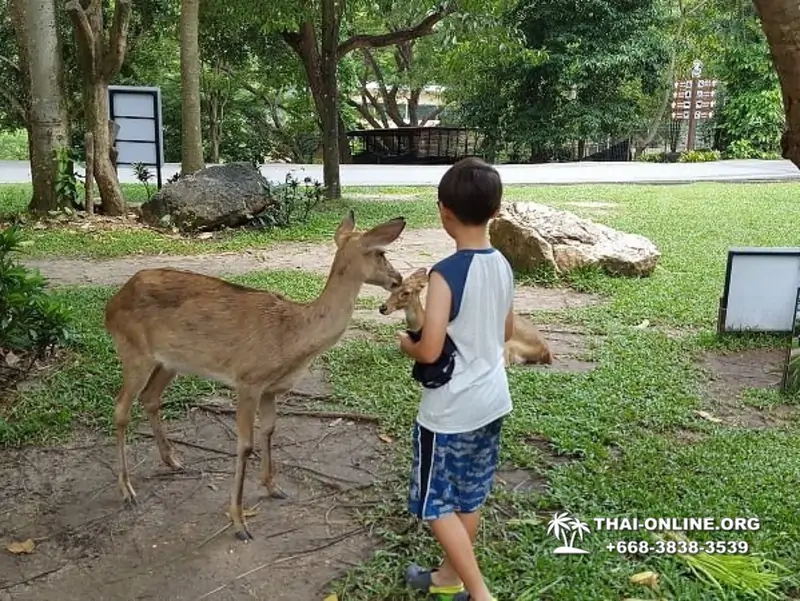 Khao Kheow Open Zoo tour Seven Countries Pattaya Thailand photo 157