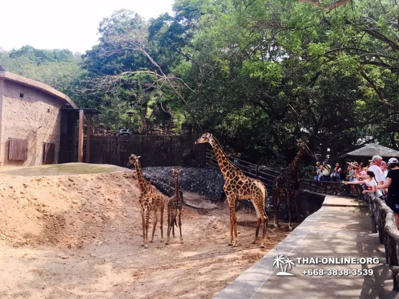 Khao Kheow Open Zoo excursion with Seven Countries tour agency in Pattaya photo 29