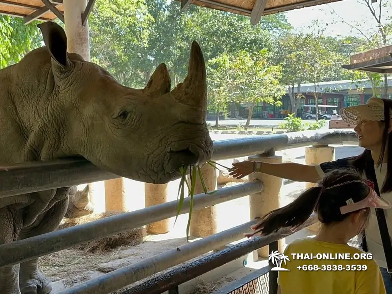 Khao Kheow Open Zoo guided tour from Pattaya Thailand photo 63