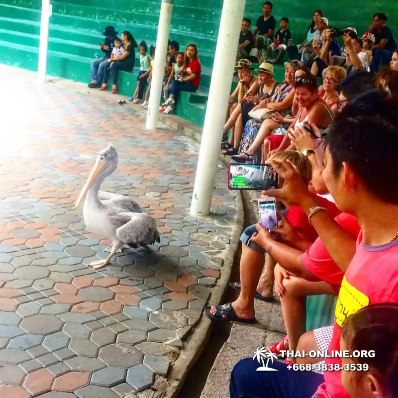 Khao Kheow Open Zoo excursion with Seven Countries tour agency in Pattaya photo 31