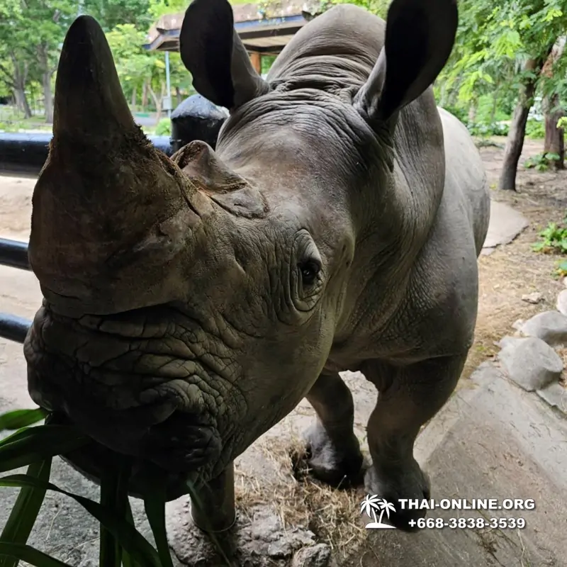 Khao Kheow Open Zoo excursion in Thailand Pattaya photo 217