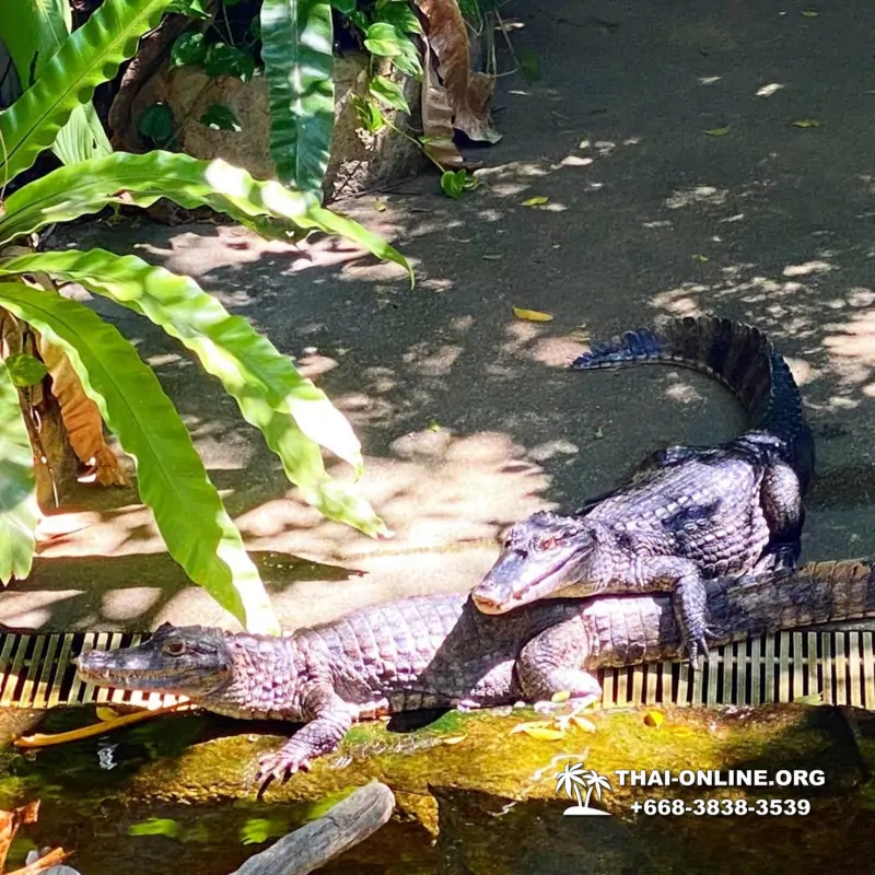 Khao Kheow Open Zoo excursion with Seven Countries tour agency in Pattaya photo 27