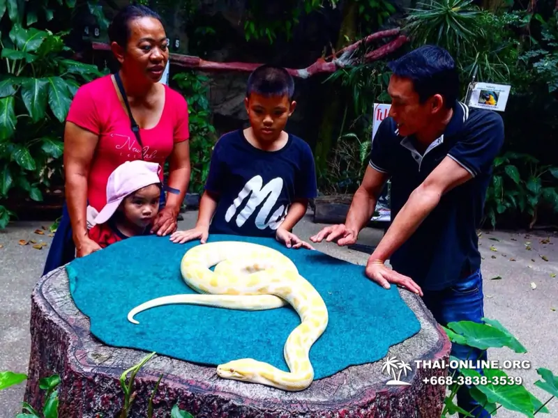 Khao Kheow Open Zoo excursion in Thailand Pattaya photo 209