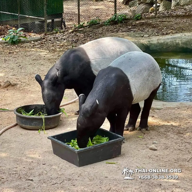 Khao Kheow Open Zoo excursion with Seven Countries tour agency in Pattaya photo 9